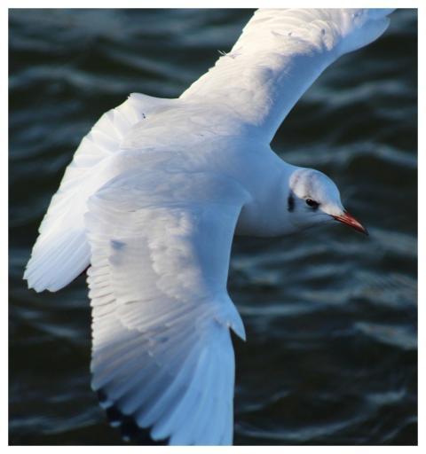 Gull Bird Sea Nature