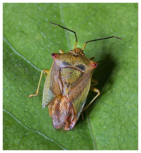 Sheild Bug Nature Insect Fauna
