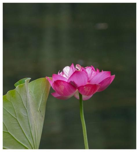 Pink Lotus Flower Pond Leaf