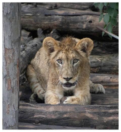 Lion Cub Predator Animal Mammal