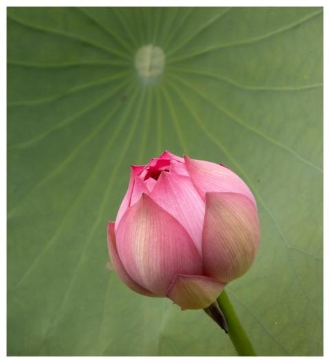 Lotus Flower Plant Bloom