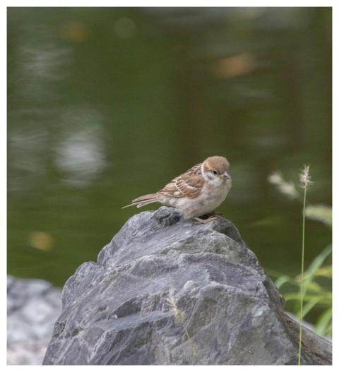 Sparrow Animal Bird Ornithology