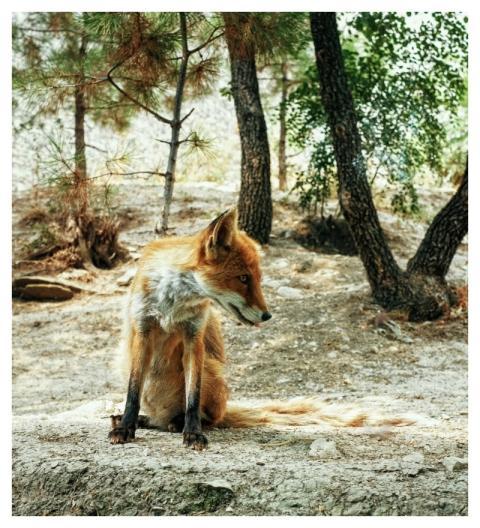 Red fox, wild animal background