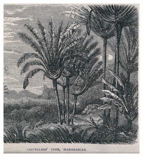 stand traveller's palms (Ravenala madagascariensis