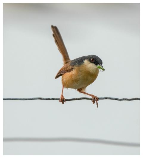 Ashy Prinia Ashy Prinia Bird