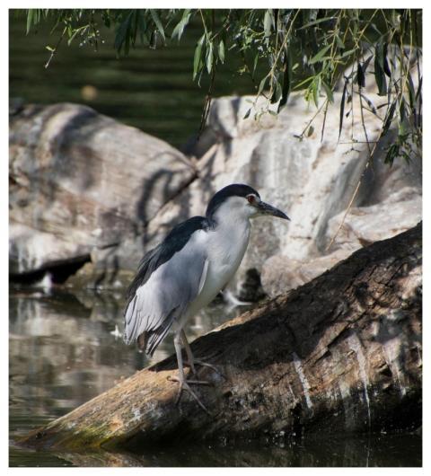 Bird Night Heron Nature Water Bird