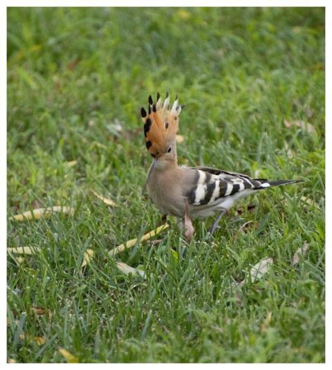 Hoopoe Bird Ornithology Animal