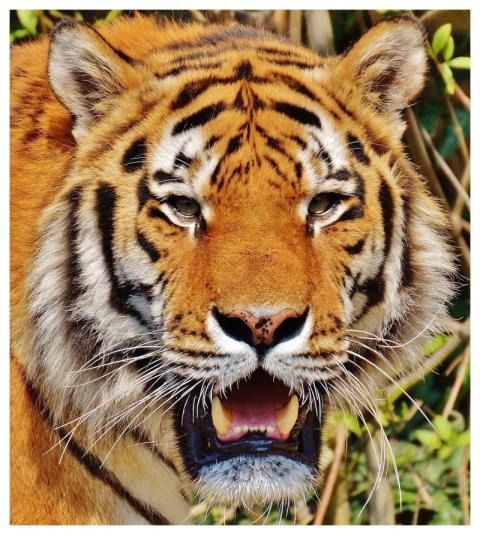 Tiger Nature Predator Fur