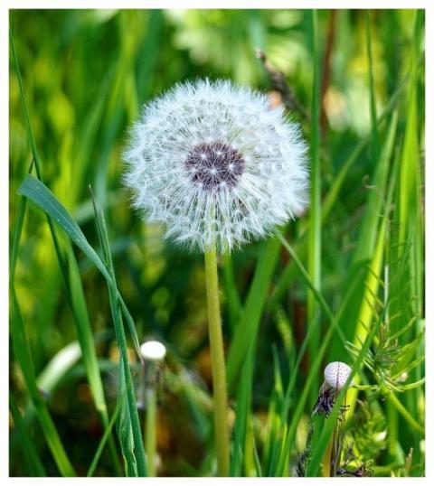 Dandelion Nature Plant Flora