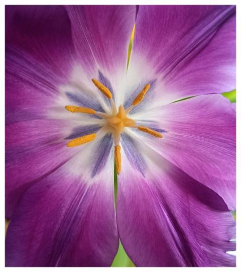 Tulip Flower Hd Background Blossom