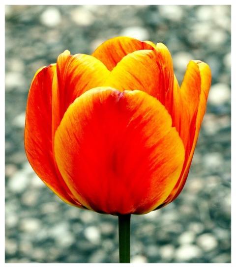 Tulip Nature Flower Blossom