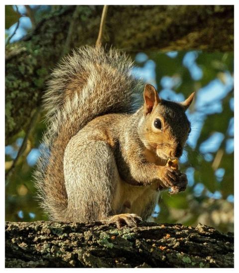 Squirrel Animal Rodent Eating