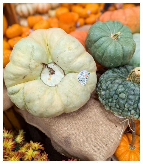Pumpkin Plant Heirloom Nature