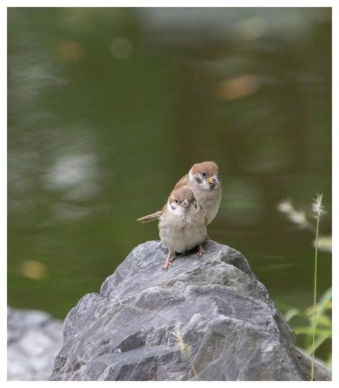 Sparrow Animals Birds Wildlife