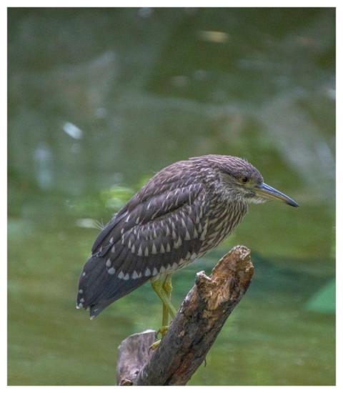 Night Heron Bird Wildlife Animal
