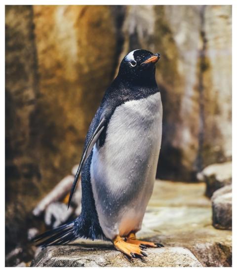 Penguin Avian Bird Wildlife