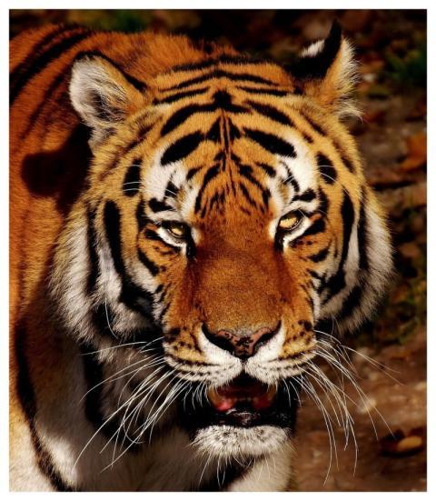 Tiger Predator Fur Big Cat