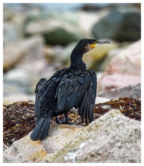 Cormorant Bird Nature Ornithology