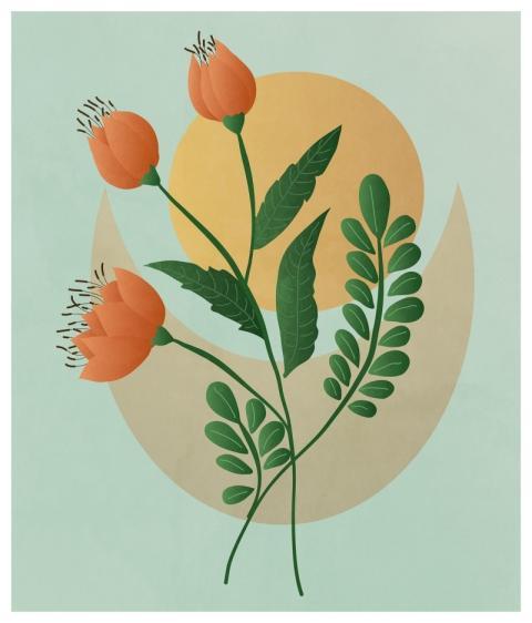 Flowers Nature Beautiful Flowers Flower Background