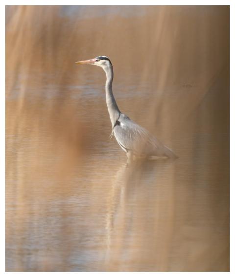 Heron Pond Reeds Bird