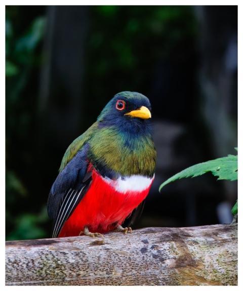 Ecuador Cloud Forest Bird Nature