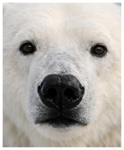 Icebear Arctic Nature Winter