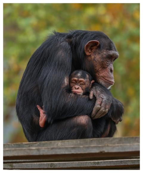 Monkey Nature Animal Mammal