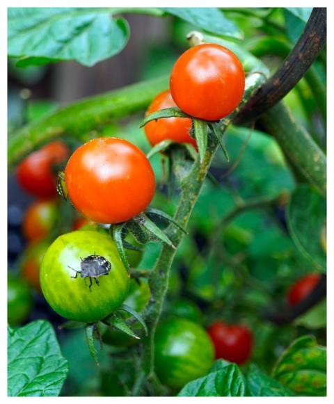 Tomatoes Food Vegetables Healthy