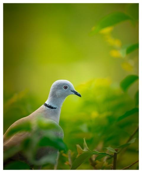 Bird Dove Green Background Nature