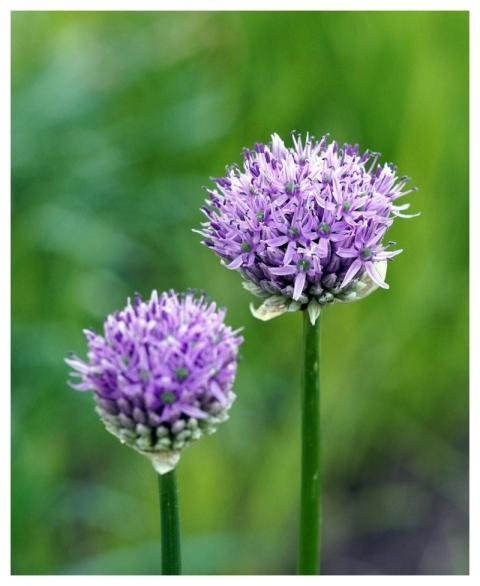 Chives Nature Herbs Plant