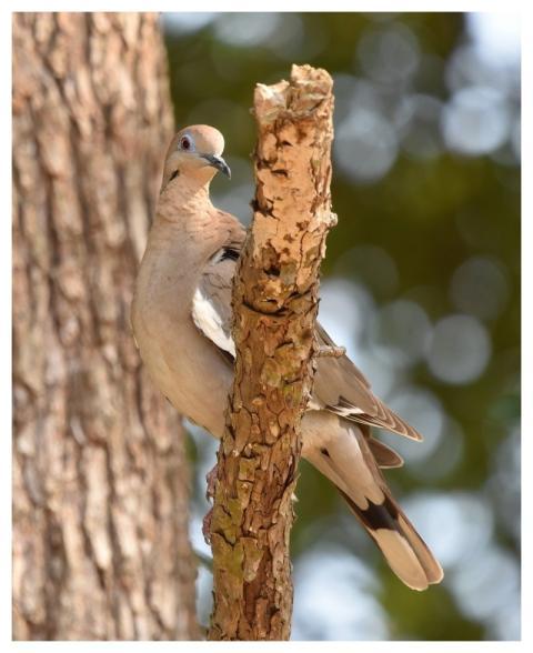 Dove Bird Nature Pigeon