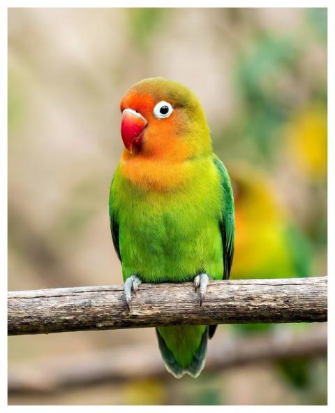Bird Parrot Dwarf Parrot Lovebird