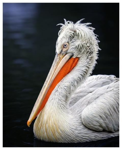 Pelican Bird Wildlife Water