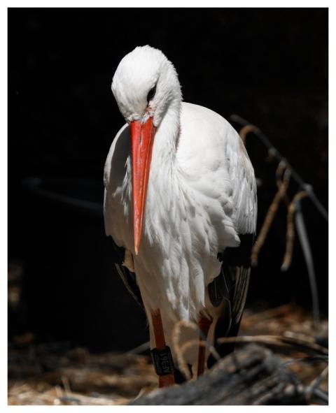 Animals Bird Stork Animal Portrait