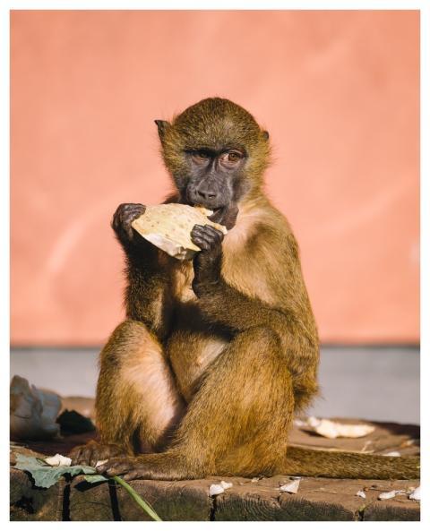 Ape Baboon Mammal Sphinx Baboon