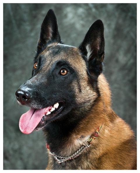 Dog Animal Pet Canine