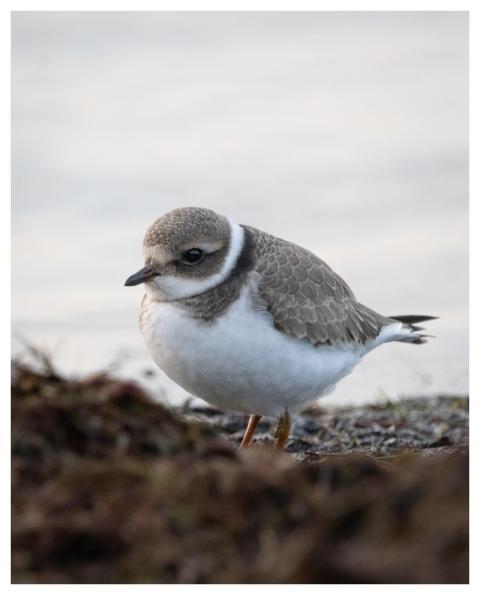 Bird Nature Plover Ornithology