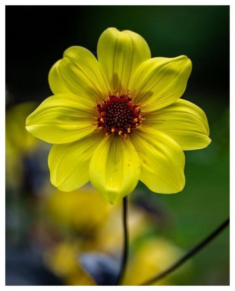 Flower Flower Wallpaper Nature Flora