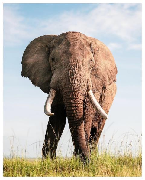 Elephant Nature Wildlife Safari