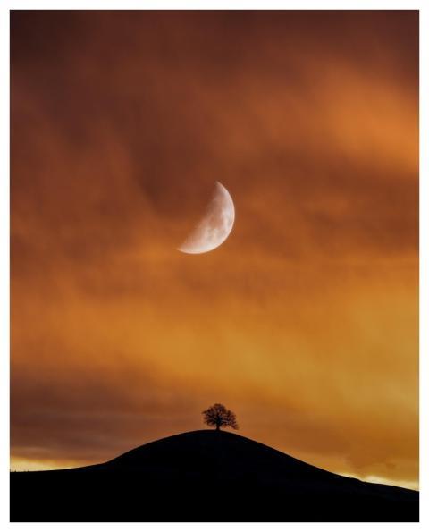 Moon Lonely Tree Landscape