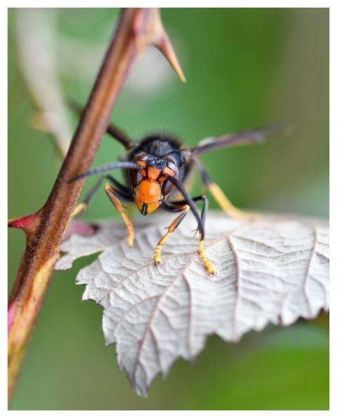 Hornet Asian Insect Wasp