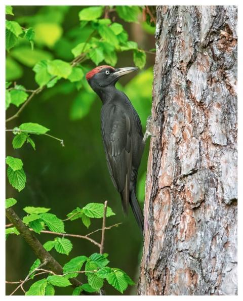 Green Woodpecker Woodpecker Bird Couple Bird