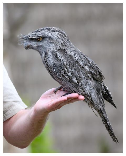 Tawny Frogmouth Bird Podargus Strigoides Nature