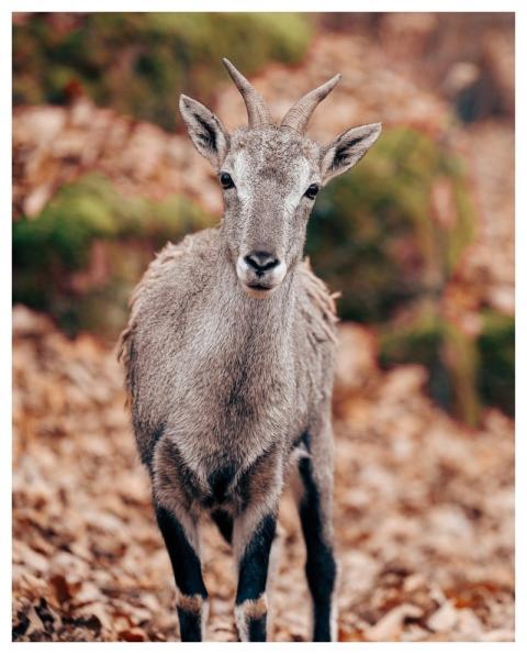 Sheep Nature Animal Mammal