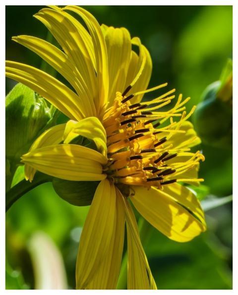 Mixed Silphie Cup Plant Blossom Bloom