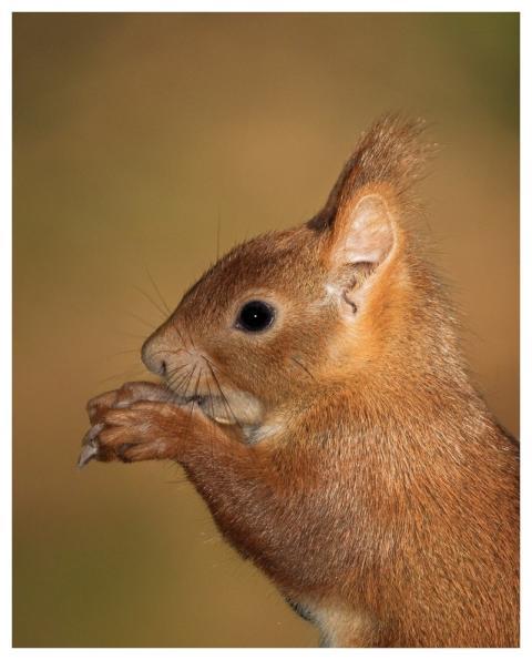 Squirrel Fauna Nature Rodent