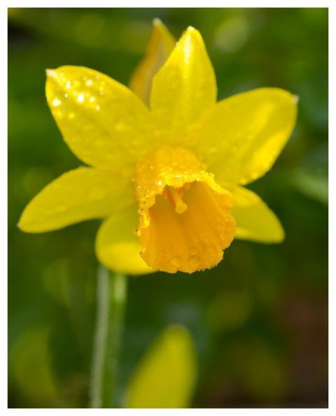 Flower Daffodil Yellow Flower Wallpaper