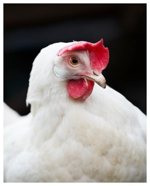 Chicken Them Poultry White