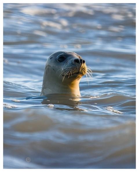 Sea North Sea Wildlife Water