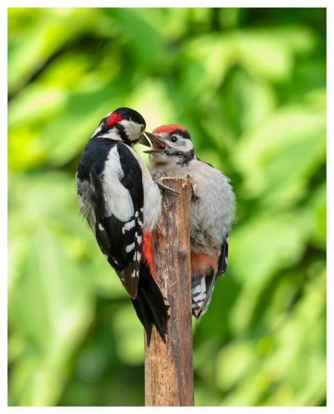 Great Spotted Woodpecker Woodpecker Bird Animal